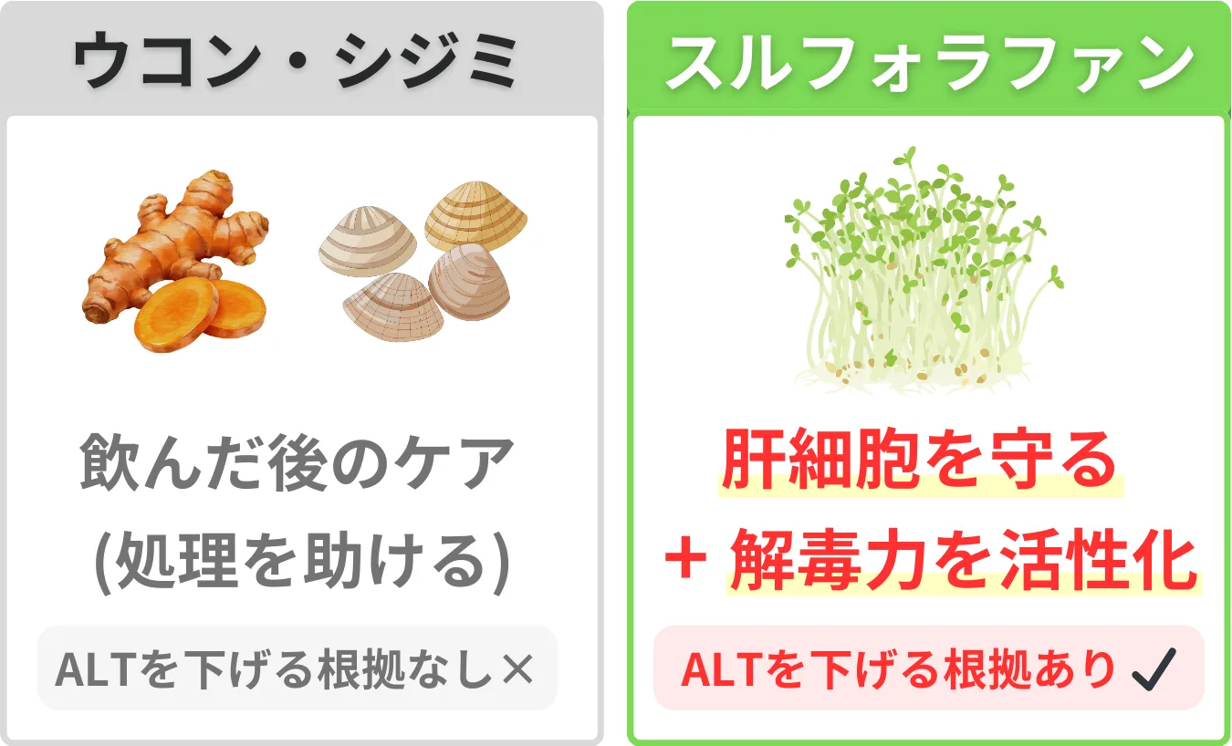 ウコン・しじみとスルフォラファン