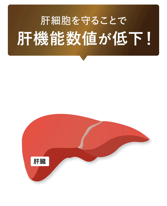 肝臓アフター