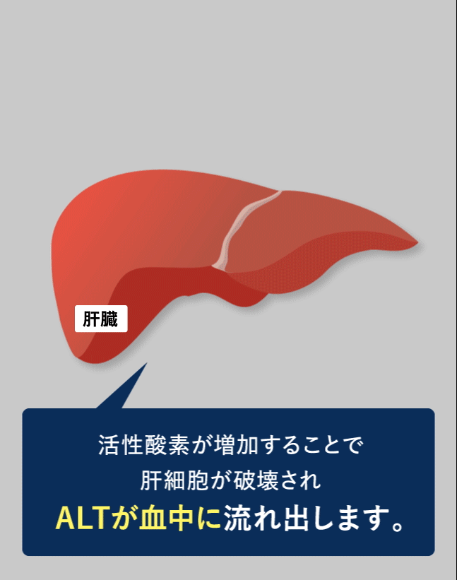 肝臓ビフォー