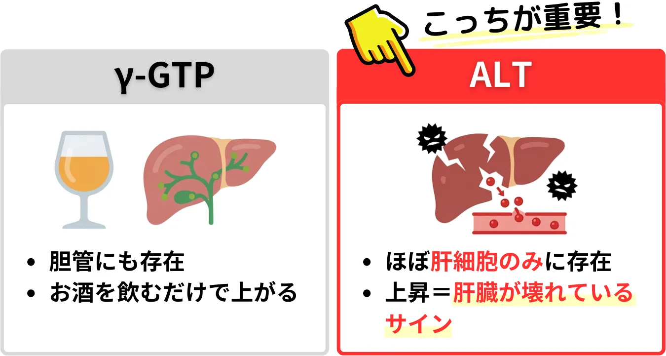 γ-GTPとALT